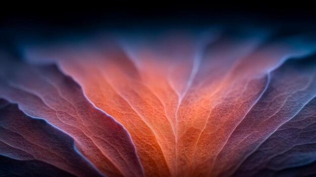 Close-Up Of Vibrant Colorful Textured Petal With Gradients And Soft Focus On Dark Background photo