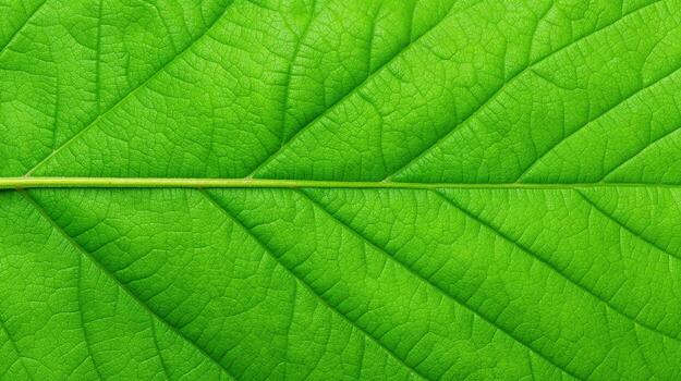 Close-Up View of a Lush Green Leaf photo