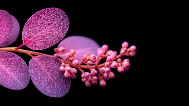 Close-Up View Of Purple And Pink Leaves With Textured Patterns On A Black Background photo