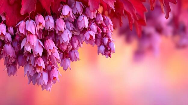 Delicate Pink Blossoms with Soft Background and Gentle Bokeh Effect photo