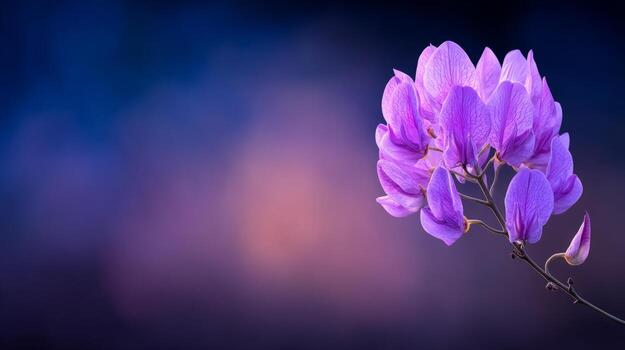 Delicate Purple Flower Blossom Against a Soft Gradient Background photo