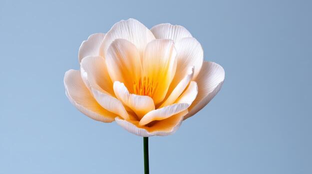 Peach and White Flower with Soft Petals Against Light Blue Background photo