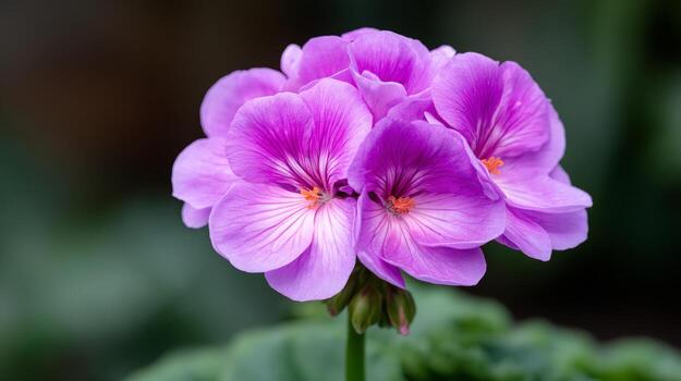 Pink Flowers in Bloom Against a Soft Green Background photo