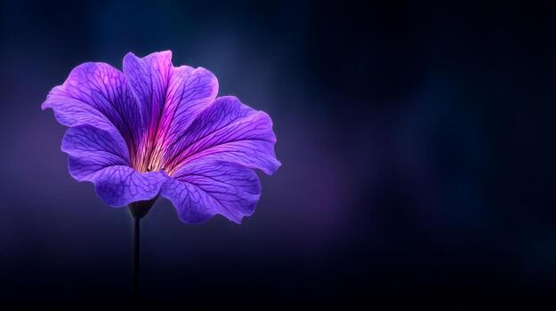 Purple Flower Against Dark Gradient Background With Soft Lighting photo