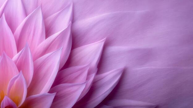 Soft Pink Flower Petals with Delicate Water Drops on a Smooth Background photo