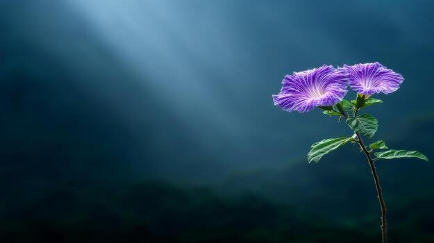 Vibrant Purple Flowers Highlighted By Soft Light In A Dark Setting photo