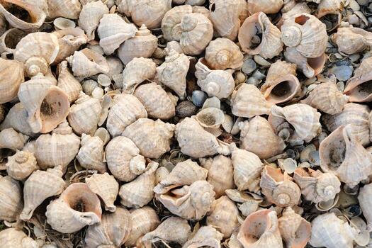 A detailed overhead view of a large pile of light-colored seashells, mostly whelks, creating a natural and textured background. photo