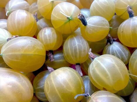 Gooseberry Berries Stacked Together in a Vibrant Display During a Sunny Day at a Local Market photo
