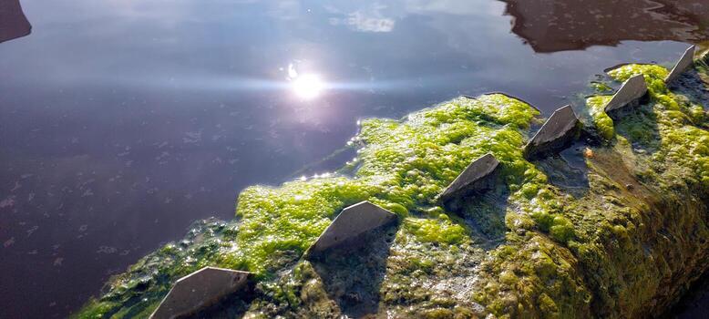 Algae Growth on Water Purification System in Bright Sunlight During Daytime Hours photo