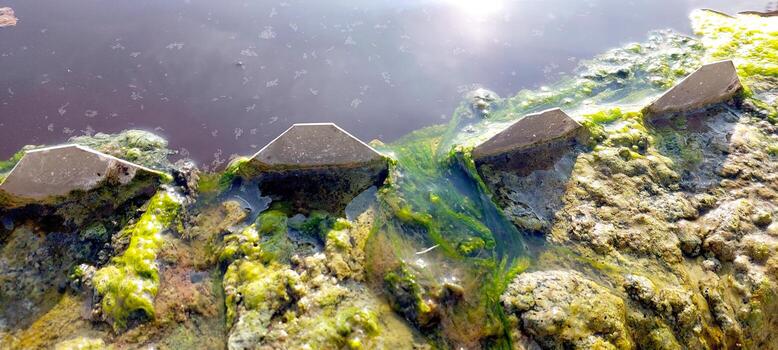 Algae Effective Water Purification in Nature With Visible Growth and Filtration photo