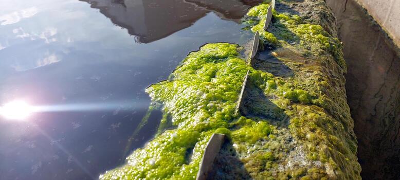 Algae Growth on Surface of Water During Purification Process in Natural Setting photo
