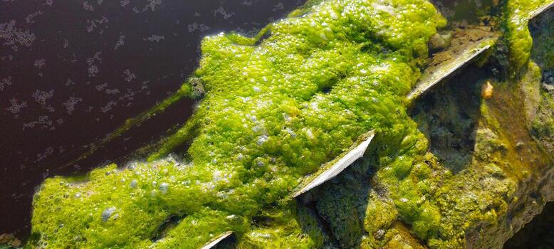 Algae Thriving on Surface During Water Purification Process in Natural Habitat photo