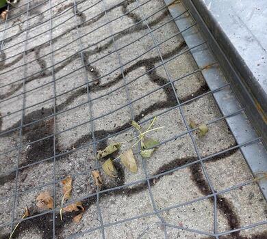 Grid Pattern on Pavement With Leaves and Dirt During a Quiet Afternoon in a City Park photo