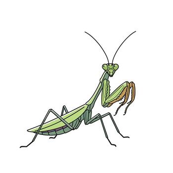An illustrated cartoon praying mantis, in a green color scheme, with details and outlines, on a white background, representing nature and insects. vector