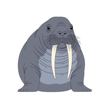 A cartoon walrus with a gray body, tusks, and whiskers stands against a white backdrop, facing the viewer directly. vector