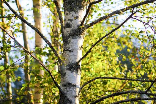 Close-up of birch trunk with textured bark photo