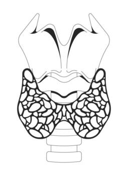 Thyroid anatomy with larynx and trachea outline illustration. Hormone production organ. Butterfly-shaped endocrine gland diagram 2D line object isolated on white. Monochrome ink linear image vector