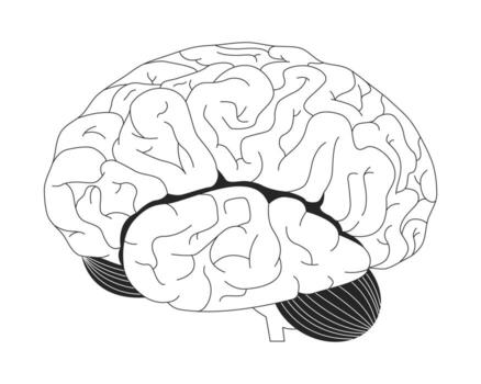 Human brain lateral view outline illustration. Internal organ. Cognitive function. Cerebral folds, lobes and cerebellum anatomy 2D line object isolated on white. Monochrome ink linear image vector