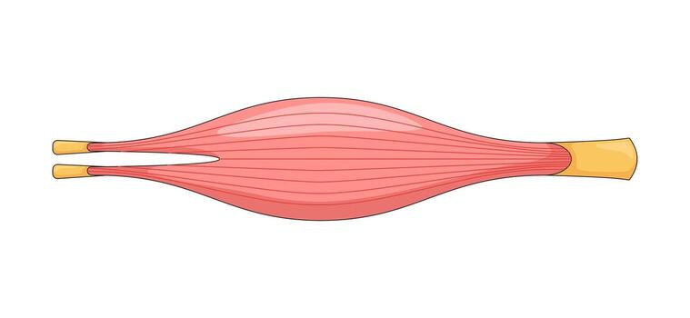 Human muscle in relaxed narrowed state 2D illustration. Internal striated tissue. Physiology. Smooth muscular structure flat object isolated on white background. Colorful cartoon image vector