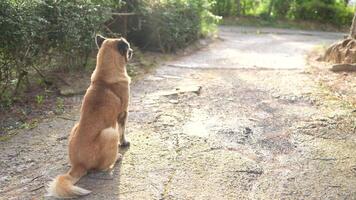 lugna hund åtnjuter fredlig ögonblick på väg omgiven förbi grönska, solljus filter genom träd skapande lugn atmosfär i naturer utomhus- miljö video