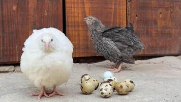 två vaktlar stå nära en bo av ägg, frammanande teman av natur och vårdande, visa upp de rustik charm av bakgård jordbruk, passande för påsk eller springtime bilder video