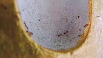 mycket liten myra gående på vit yta av vägg, de feromon spår hjälp dem navigera utan få förlorat. det är Varför de Mars i en nästan perfekt linje video