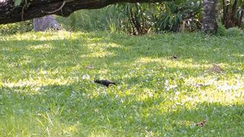 Preto javan myna acridotheres javanicus pássaro caminhando em a verde Relva e Caçando alguns inseto para alimentação em si, dentro tailândia. video