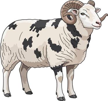 Jacob sheep with spotted white and black wool standing on white background vector