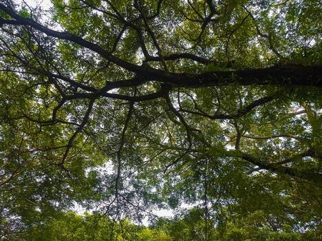 Green tree canopy against bright sky photo