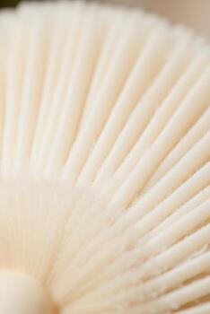 Close-up of Mushroom Gills, Cream-Colored Texture photo