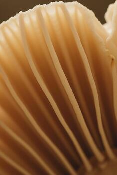 Close up of Mushroom Gills photo