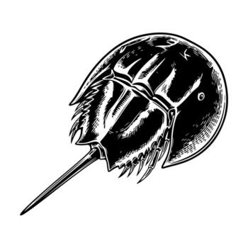Ink illustration of a horseshoe crab in profile, showing its shell and spiky tail vector