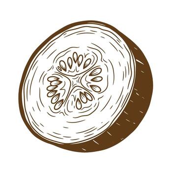 Hand drawn sketch of a cucumber slice depicting seed details and texture in brown tones vector