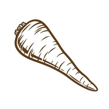 Detailed hand drawn sketch of a parsnip vegetable isolated on a white background vector