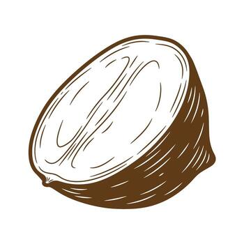 Detailed sketch of a nut halved in a brown color on a white isolated background vector
