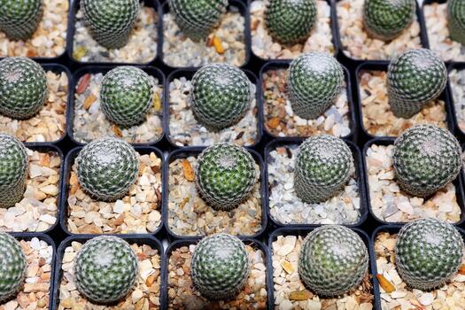 A large number of cactus plants in small containers photo