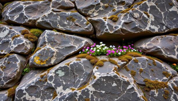 Jagged boulder wall with tiny flowers nestled in lichen patches. photo