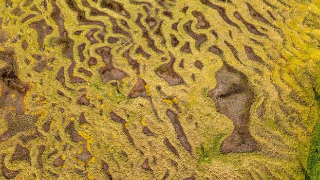 Top view of Alaskan tundra texture pattern. Aerial top-down view of Alaskan tundra surface showing detailed texture patterns of soil and moss. photo