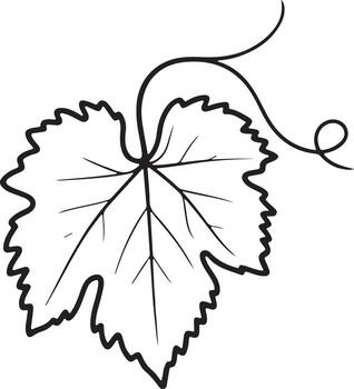 Simple outline drawing of a grape leaf with a tendril vector