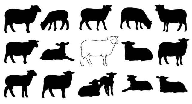 Silhouette sheep grazing peacefully in a pasture with one standing out in white creating a contrasting and serene pastoral scene evoking tranquility vector