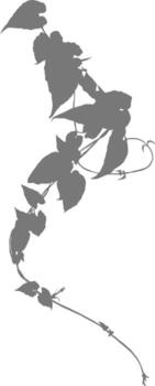 A soft gray silhouette of climbing vine with delicate leaves and curling tendrils is cast against a clear background. Minimalist graphic is ideal for backgrounds, overlays, or a natural shadow effect. vector