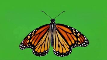 Close up of a monarch butterfly with open wings on a green background centered in the image green screen butterfly video