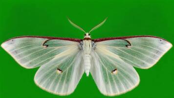 cerca arriba de un luna polilla con translúcido alas y rojo podar en un verde antecedentes centrado marco verde pantalla mariposa video