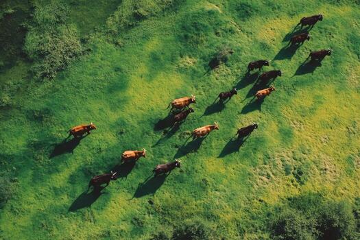 An aerial view of a herd of cattle grazing in a field photo