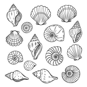 Assorted Seashells Sketch Collection ocean beach vector