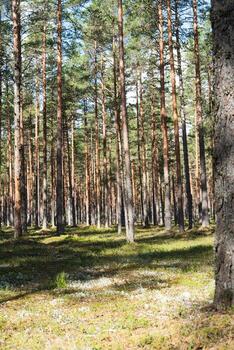 A serene forest scene with tall pine trees and soft sunlight filtering through the canopy. Dappled light creates patterns on the forest floor, ideal for nature tourism and relaxation. photo