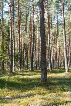 Explore this serene forest scene with tall trees and soft shadows over vibrant green moss, perfect for nature-themed projects and creating a calming atmosphere. photo