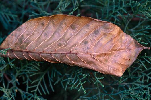 Dry autumn leaf on conifer tree branches photo