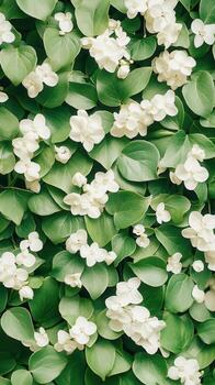 Lush green leaves with delicate white flower clusters creating a dense natural backdrop. photo
