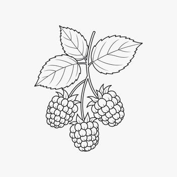 Black and white line art illustration of three raspberries on a branch with leaves raspberry fruit vector
